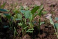 Young radishes in the ground in the garden