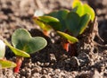 Young radishes growing in the garden in early spring