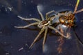 Young Raft Spider (Dolomedes fimbriatus) Royalty Free Stock Photo