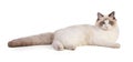 Young ragdoll cat six months old lying down Royalty Free Stock Photo