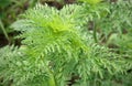 Young ragweed Ambrosia artemisiifolia plant