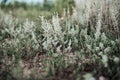 Young ragweed bushes in the field, in cloudy weather