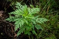 A young ragweed plant on a dark natural background.