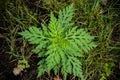 A young ragweed plant grows among the grass.
