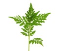 Young ragweed plant isolated on white, Ambrosia artemisiifolia Royalty Free Stock Photo