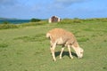 Young ram eating grass, Rodrigues Island Royalty Free Stock Photo