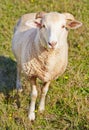 Young ram munching on grass Royalty Free Stock Photo