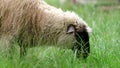 Young ram twitching, chewing and eating fresh green grass in the garden of farm in 4K VIDEO. Young sheep on pasture.