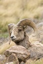 Young ram watching over herd