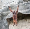 Orangutang in the Zoo Royalty Free Stock Photo