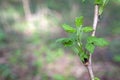 Young raspberry bushes. Raspberry seedlings. Spring shoots