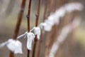 Young raspberry bushes are tied to a stretched wire. Spring garden work. Close up.