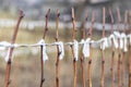 Young raspberry bushes are tied to a stretched wire. Spring garden work. Close up.