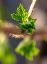 Young raspberry leaves on nature in spring