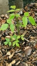 Young raspberry plant Royalty Free Stock Photo