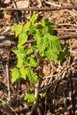 Young Raspberry Plant