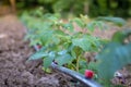 Young raspberry plants with drip irrigation