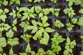 Young raspberry seedlings growing in a plant tray.