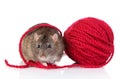 Young Rat and woll ball Royalty Free Stock Photo