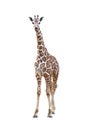 Young giraffe isolated Royalty Free Stock Photo