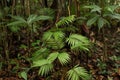 Palm tree in the jungle Royalty Free Stock Photo