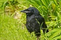 Young raven in a green grass Royalty Free Stock Photo