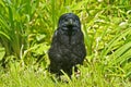 Young raven in a green grass Royalty Free Stock Photo