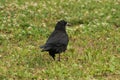 The young raven walking on the grass Royalty Free Stock Photo