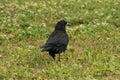 The young raven walking on the grass Royalty Free Stock Photo