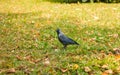 Young raven walking on the street Royalty Free Stock Photo