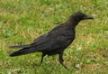 The young raven walks on the grass Royalty Free Stock Photo