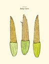 Young raw baby corn, hand draw vector