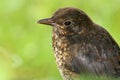 Young recently fledged blackbird, turdus merula Royalty Free Stock Photo