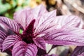 Young red amaranth Amaranthus cruentus inflorescence closeup Royalty Free Stock Photo