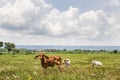 A young red Angus cow standing in a green grassy pasture looking away with cows grazing soft focused Royalty Free Stock Photo