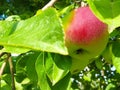 Young red apples grow on an apple tree in the garden Royalty Free Stock Photo