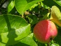 Young red apples grow on an apple tree in the garden Royalty Free Stock Photo