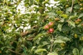 Young red apples growing in spring on a branch with green leaves Royalty Free Stock Photo