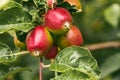 Young red apples growing in spring on a branch with green leaves Royalty Free Stock Photo