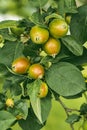 Young red apples growing in spring on a branch with green leaves Royalty Free Stock Photo