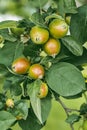 Young red apples growing in spring on a branch with green leaves Royalty Free Stock Photo