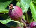 Young red apples growing in spring on a branch Royalty Free Stock Photo