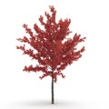 Young red autumn maple tree isolated on white. 3D illustration Royalty Free Stock Photo