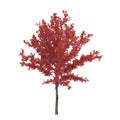 Young red autumn maple tree isolated on white. 3D illustration Royalty Free Stock Photo