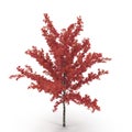 Young red autumn maple tree isolated on white. 3D illustration Royalty Free Stock Photo