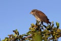 Young red backed shrike