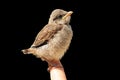 Young Red-backed Shrike bird