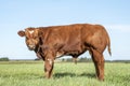 Young red beef bull, shy en muscular in a meadow under a blue sky