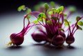 Young red beetroot sprouts isolated on background. AI Generated