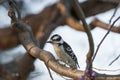 Young Red bellied wood pecker